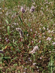 Persicaria bicornis