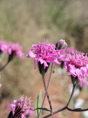 Palafoxia sphacelata