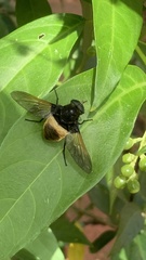 Esenbeckia