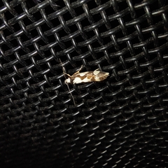 Machetis aphrobola