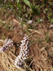 Persicaria bicornis