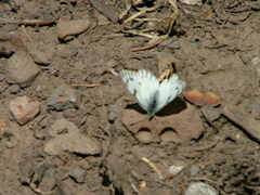 Pontia sisymbrii