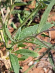 Palafoxia sphacelata
