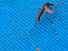 Aedes alboannulatus