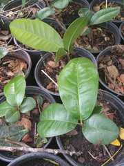 Clavija domingensis