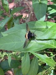 Esenbeckia