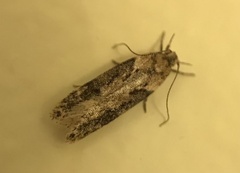 Chionodes mediofuscella