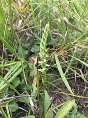 Spiranthes magnicamporum