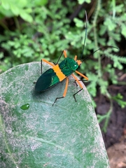 Paryphes