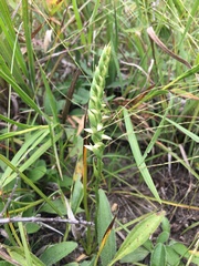 Spiranthes magnicamporum