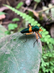 Paryphes