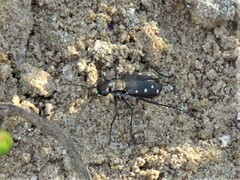 Cicindela ocellata