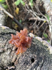 Phaeotremella foliacea