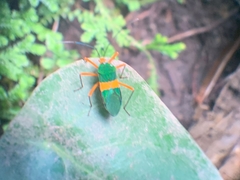 Paryphes