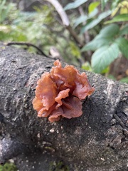 Phaeotremella foliacea