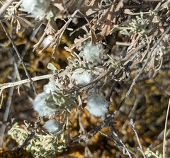 Artemisia tridentata