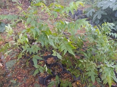 Juglans jamaicensis