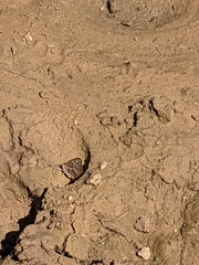 Apaturinae