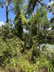 Lygodium microphyllum