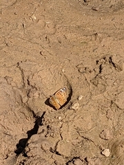 Apaturinae