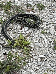 Thamnophis sirtalis semifasciatus