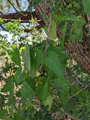 Funastrum