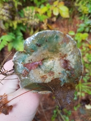 Lactarius chelidonium