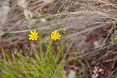 Crepis