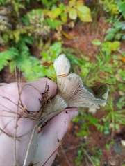Lactarius chelidonium