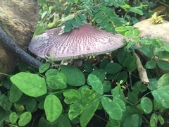 Leucoagaricus lilaceus
