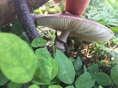 Leucoagaricus lilaceus