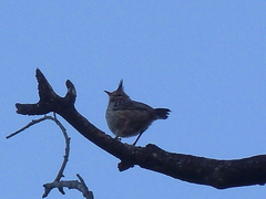Coryphistera alaudina