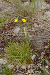 Crepis