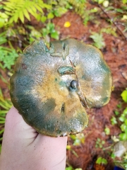 Lactarius chelidonium
