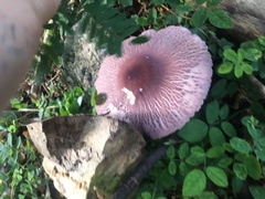 Leucoagaricus lilaceus