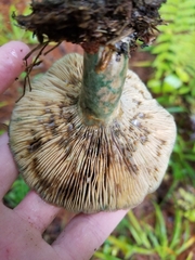 Lactarius chelidonium