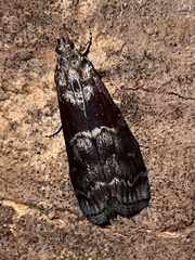 Euzophera ostricolorella