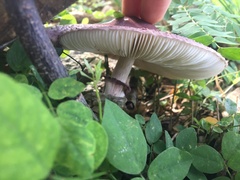 Leucoagaricus lilaceus