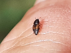 Carpophilus hemipterus