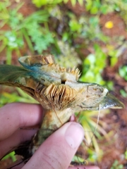 Lactarius chelidonium