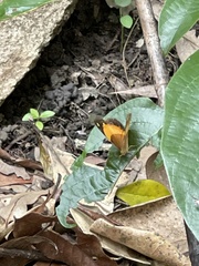 Cupha prosope