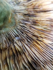 Lactarius chelidonium