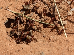 Pogonomyrmex barbatus