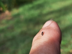 Carpophilus hemipterus