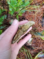 Lactarius chelidonium