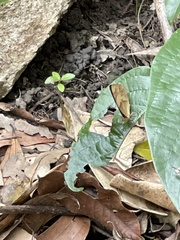 Cupha prosope