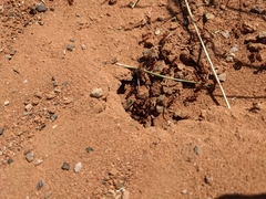 Pogonomyrmex barbatus