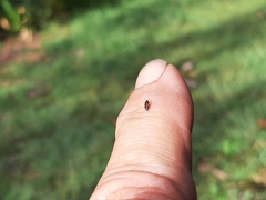 Carpophilus hemipterus