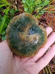 Lactarius chelidonium