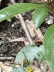 Cupha prosope